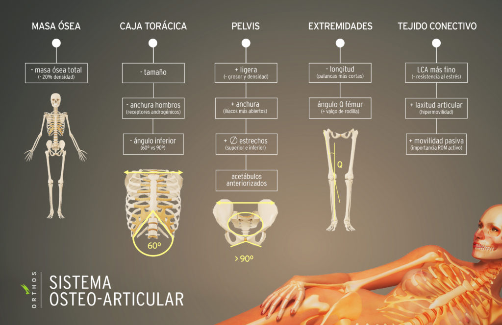 Esqueleto De La Mujer Cosas Que No Sab As Orthos