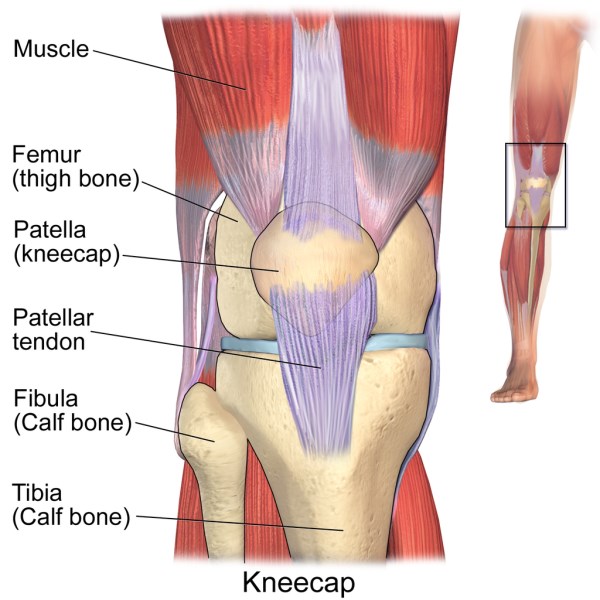 Tratamiento osteopático de la rodilla