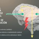 sistema-nervioso-central-flujos-de-informacion